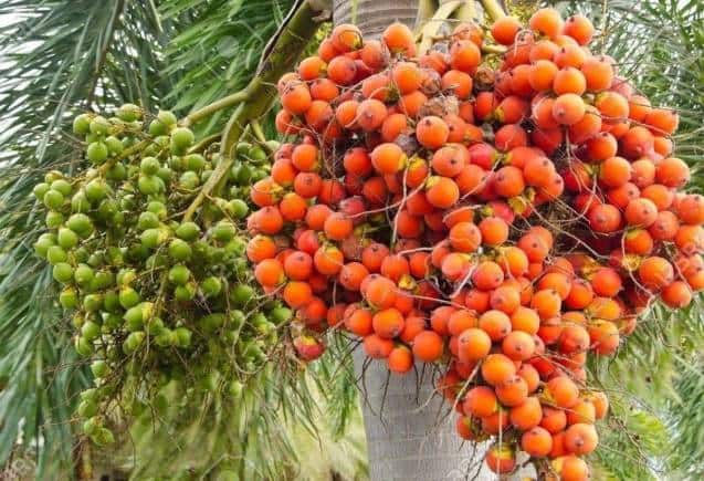 Business Idea:सुपारी का पेड़ एक बार लगाएं, 70 साल तक करें मोटी कमाई