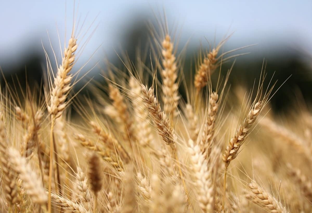Wheat price: इंटरनेशनल मार्केट में गेहूं की कीमतों में गिरावट,  2 हफ्तों के निचले स्तरों के करीब पहुंचे दाम