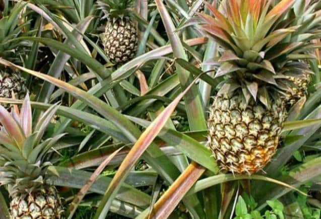 Business Idea: किसी भी मौसम में शुरू करें Pineapple की खेती, फौरन बन जाएंगे करोड़पति