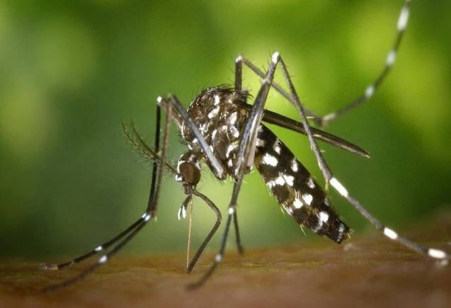 Dengue New Variant: डेंगू के लक्षणों में बड़ा बदलाव, तबाही मचा रहा है नया वेरिएंट DEN2, जानिए कैसे करें बचाव