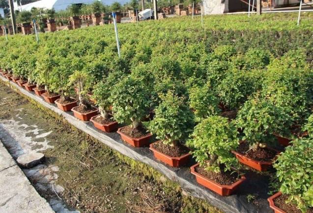 Business Idea: Bonsai के पौधों से खुल जाएगी किस्मत, हर महीने होगी अंधाधुंध कमाई, जानिए कैसे करें शुरू