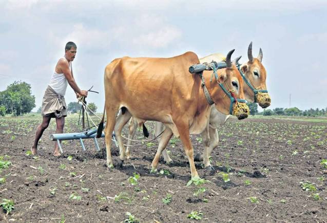 PM Kisan Yojana: 15वीं किश्त के पैसे नहीं मिले तो फौरन करें ये काम, अकाउंट में होगा ट्रांसफर