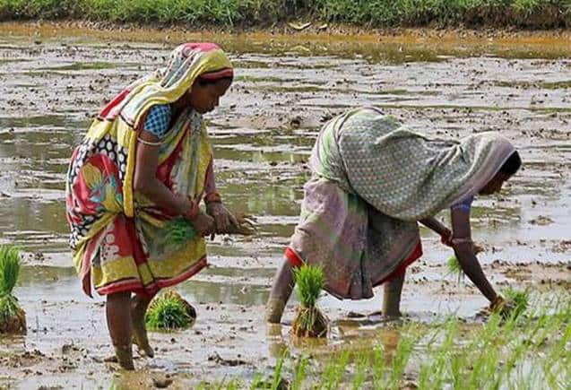 PM Fasal Bima Yojana: किसानों के लिए क्यों जरूरी है पीएम फसल बीमा योजना? यहां जानिए पूरी डिटेल