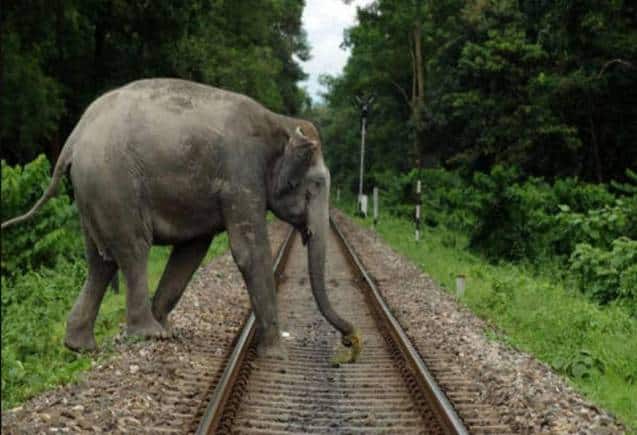 Indian Railways: ट्रेन से अब नहीं टकराएंगे हाथी, गजराज सॉफ्टवेयर करेगा हिफाजत, AI टेक्नोलॉजी से है लैस
