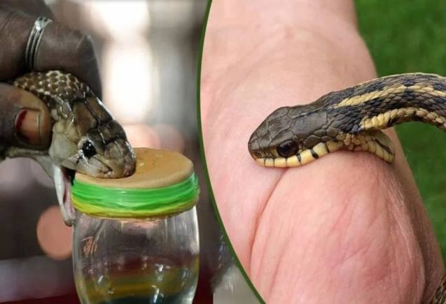 Snake Venom: क्या है सांप के जहर का नशा, कैसे बनता है? यहां जानिए पूरी डिटेल Snake Venom: क्या है सांप के जहर का नशा, कैसे बनता है? यहां जानिए पूरी डिटेल