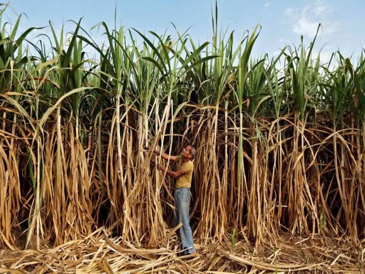 Sugar production: 17% घटा चीनी का उत्पादन, जानिए क्या है वजह, आगे कैसी रहेगा इसका आउटलुक Sugar production: 17% घटा चीनी का उत्पादन, जानिए क्या है वजह, आगे कैसी रहेगा इसका आउटलुक