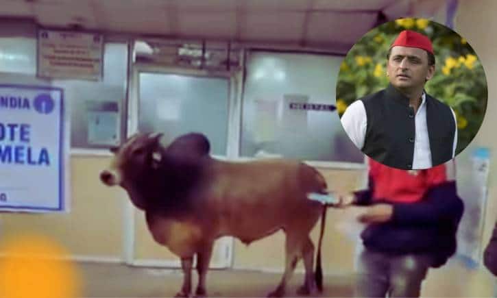 बैंक में घुसा सांड, तो सपा अध्यक्ष अखिलेश यादव ने भाजपा पर कसा तंज बैंक में घुसा सांड, तो सपा अध्यक्ष अखिलेश यादव ने भाजपा पर कसा तंज