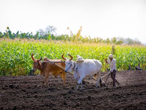 Budget for Agriculture: क्या PM Kisan Scheme का पैसा बढ़ाने का होगा ऐलान? एग्रीकल्चर सेक्टर को हैं बड़ी उम्मीदें Budget for Agriculture: क्या PM Kisan Scheme का पैसा बढ़ाने का होगा ऐलान? एग्रीकल्चर सेक्टर को हैं बड़ी उम्मीदें