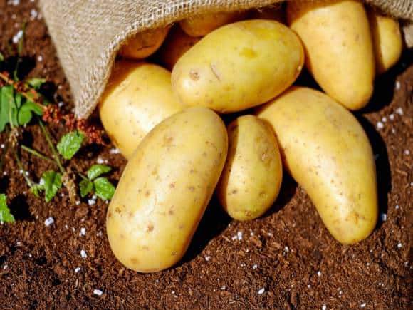 आलू की इस किस्म पर सिर्फ PepsiCo का हक, दिल्ली हाईकोर्ट ने पलटा अपना ही फैसला