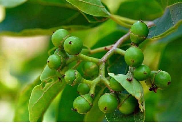 Lasoda Benefits: BP-स्किन एलर्जी और लिवर के लिए रामबाण है लसोड़ा, अन्य कई बीमारियों की भी हो जाएगी छुट्टी