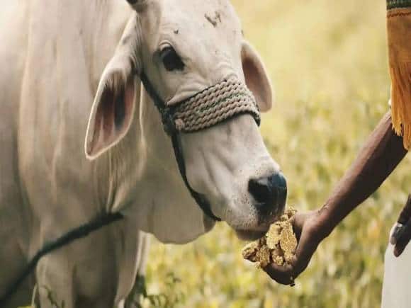 Mayank Cattle Food IPO Listing: चारा कंपनी मयंक कैटल फूड की 7% प्रीमियम पर लिस्टिंग, ₹108 के भाव पर मिले थे शेयर