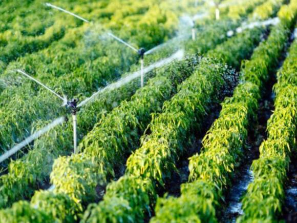 Polysil Irrigation Systems IPO Listing: 3% प्रीमियम पर एंट्री, अपर सर्किट से लौटकर नीचे आए शेयर