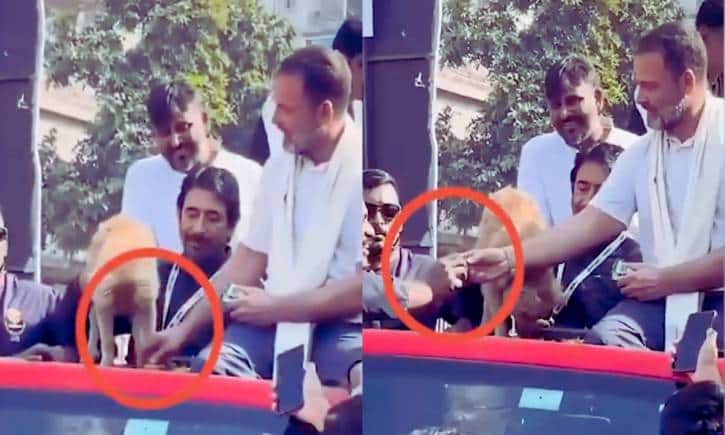 राहुल गांधी ने कुत्ते की प्लेट से कांग्रेस नेता को दिए बिस्किट, वीडियो हुई वायरल