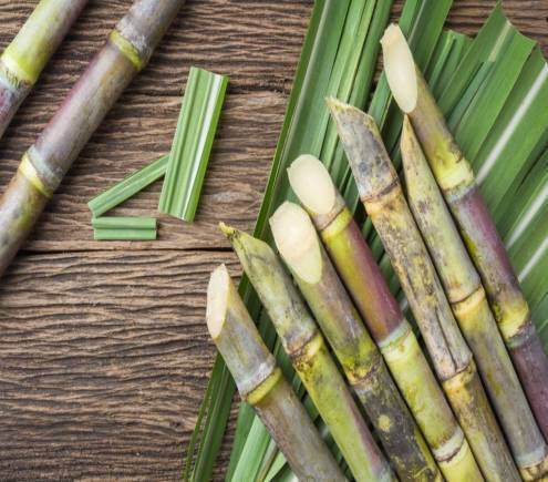 Sugar Stocks: गन्ना किसानों को सरकार ने दिया बड़ा तोहफा, धड़ाम से नीचे आए शुगर स्टॉक्स Sugar Stocks: गन्ना किसानों को सरकार ने दिया बड़ा तोहफा, धड़ाम से नीचे आए शुगर स्टॉक्स