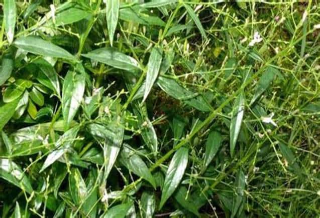 Chirata Benefits: चिरायता से ब्लड शुगर और BP रहेगा कंट्रोल, स्किन में आएगी चमक, डॉक्टर से जानिए कैसे करें सेवन
