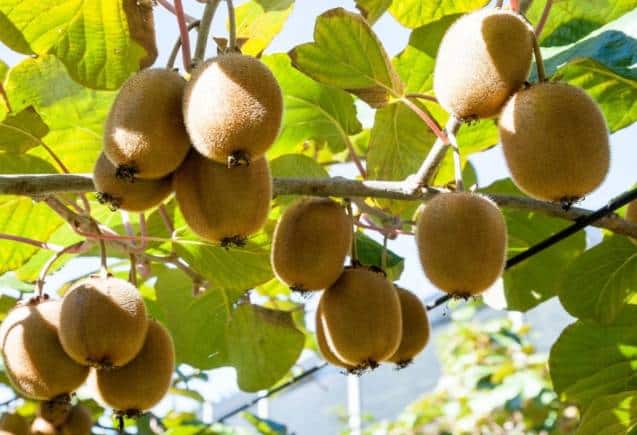 Kiwi Fruit: डेंगू-डायबिटीज की जड़ से हो जाएगी छुट्टी, कीवी से नसों की होती है सफाई, ऐसे करें सेवन