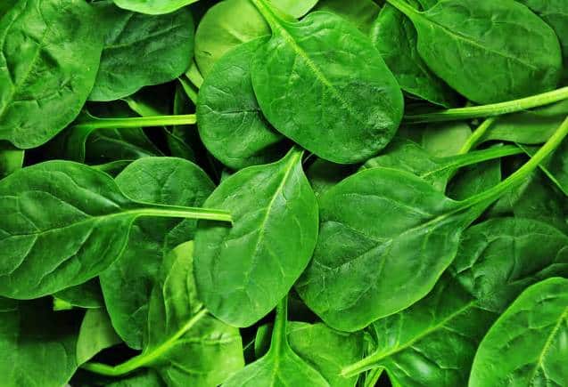 Spinach: पालक है सेहत के लिए फायदेमंद, हार्ट-कैंसर का खतरा होगा कम, जानिए कैसे करें सेवन Spinach: पालक है सेहत के लिए फायदेमंद, हार्ट-कैंसर का खतरा होगा कम, जानिए कैसे करें सेवन