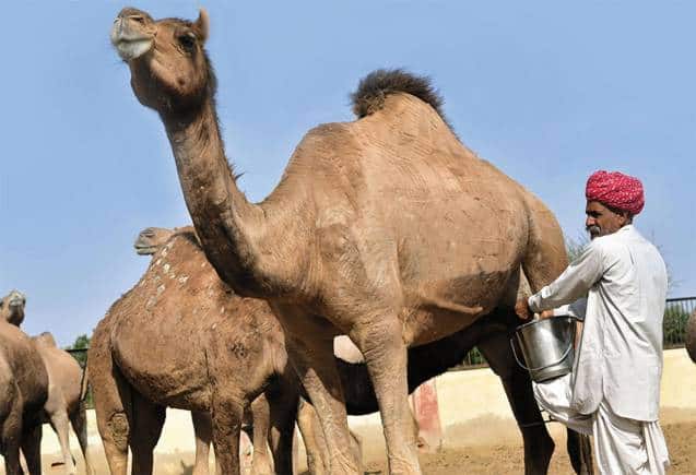 Camel Milk: डायबिटीज के मरीजों के लिए रामबाण है ऊंटनी का दूध, सिर्फ एक कप ब्लड शुगर का कर देगा काम तमाम Camel Milk: डायबिटीज के मरीजों के लिए रामबाण है ऊंटनी का दूध, सिर्फ एक कप ब्लड शुगर का कर देगा काम तमाम