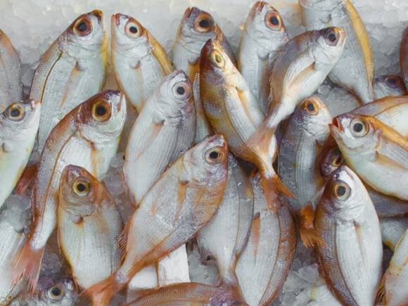 Mukka Proteins IPO Listing: 57% प्रीमियम पर एंट्री के बाद फिसले शेयर, कंपनी की ऐसी है कारोबारी सेहत Mukka Proteins IPO Listing: 57% प्रीमियम पर एंट्री के बाद फिसले शेयर, कंपनी की ऐसी है कारोबारी सेहत
