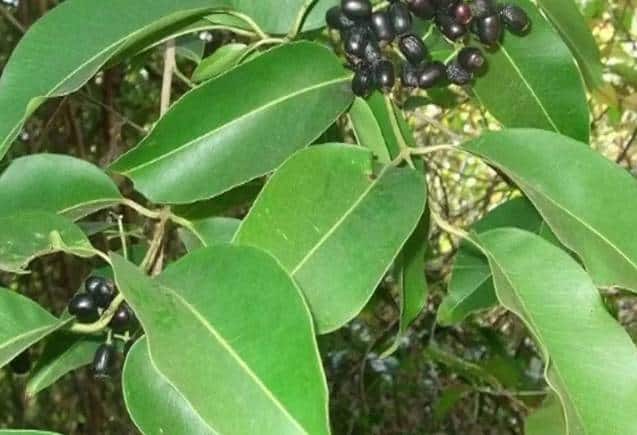Jamun Leaves for Diabetes: बढ़ गया ब्लड शुगर तो जामुन के पत्ते करेंगे संजीवनी का काम, ऐसे करें सेवन