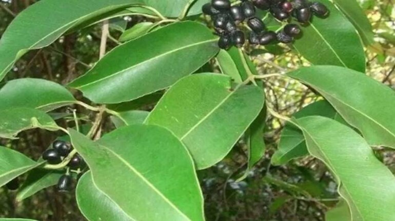 Jamun Leaves for Diabetes: बढ़ गया ब्लड शुगर तो जामुन के पत्ते करेंगे  संजीवनी का काम, ऐसे करें सेवन | Moneycontrol Hindi