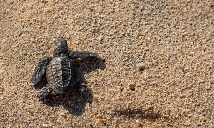 Goa Turtle Goa में कछुओं के नेस्टिंग एरिया में आदमी ने भगाई गाड़ी, अब होने जा रही ...
