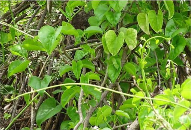 Giloy for Diabetes: गिलोय से फौरन कम होगा Blood Sugar लेवल, जानिए इसके चमत्कारिक फायदे