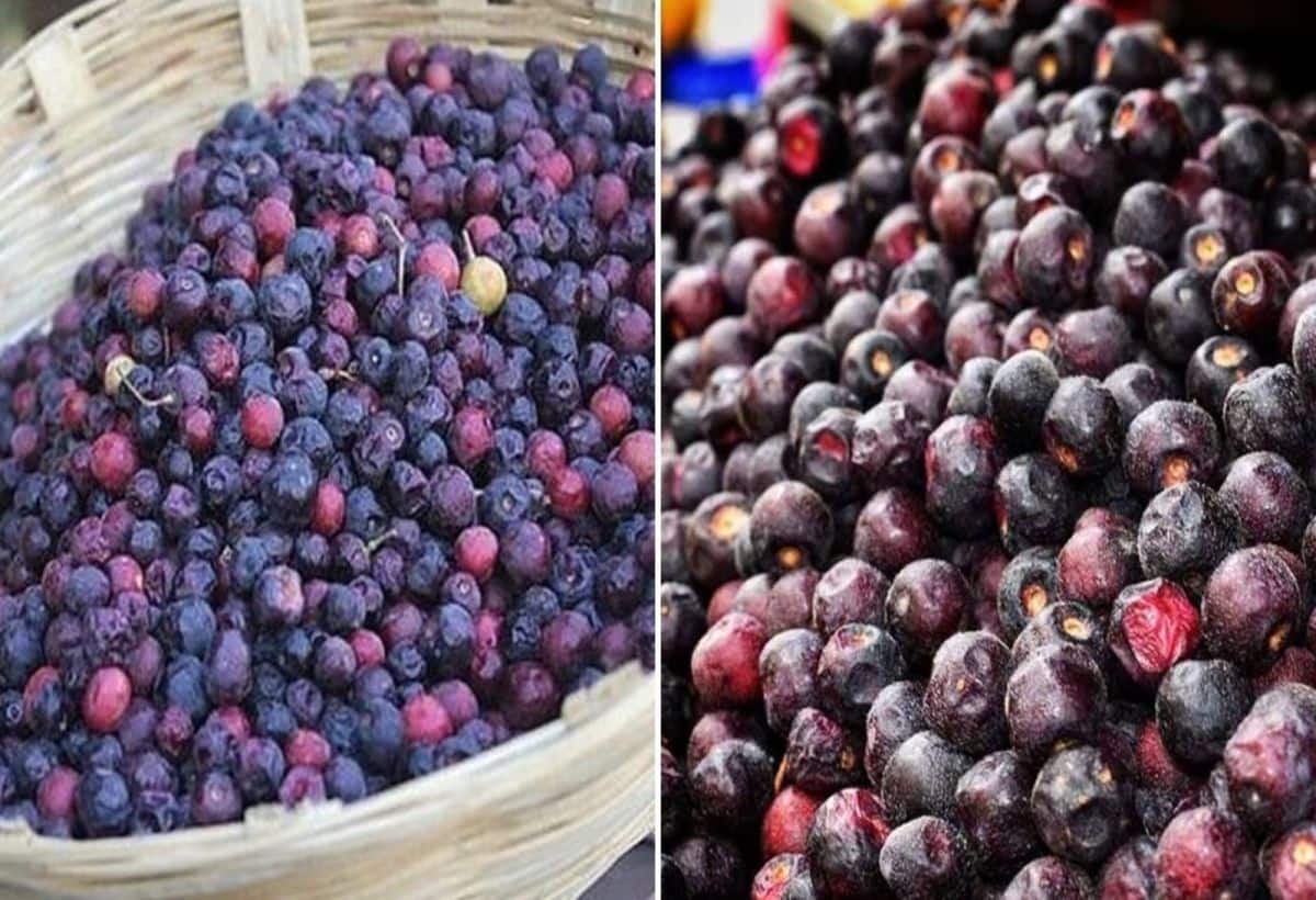 Phalsa for Diabetes: गर्मिया में मिलता है फालसा, डायबिटीज का कर देगा काम तमाम, दिल और स्किन के लिए है रामबाण