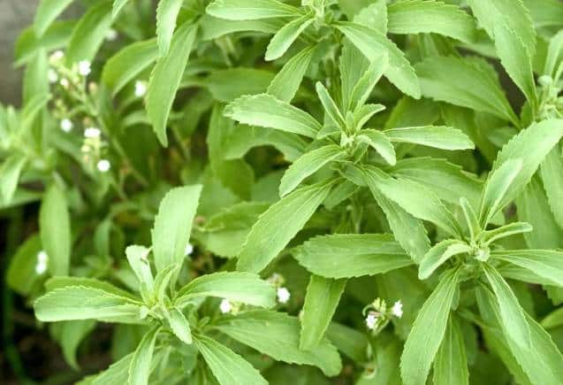 Stevia for Diabetes: चाय में चीनी की जगह डालें स्टीविया, मिठास में नहीं आएगी कमी, ब्लड शुगर भी रहेगा कंट्रोल