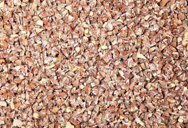 Business Idea: सुपारी के पेड़ से 70 साल तक लाखों रुपये कमाएं, जानिए कैसे करें यह सुपरहिट बिजनेस