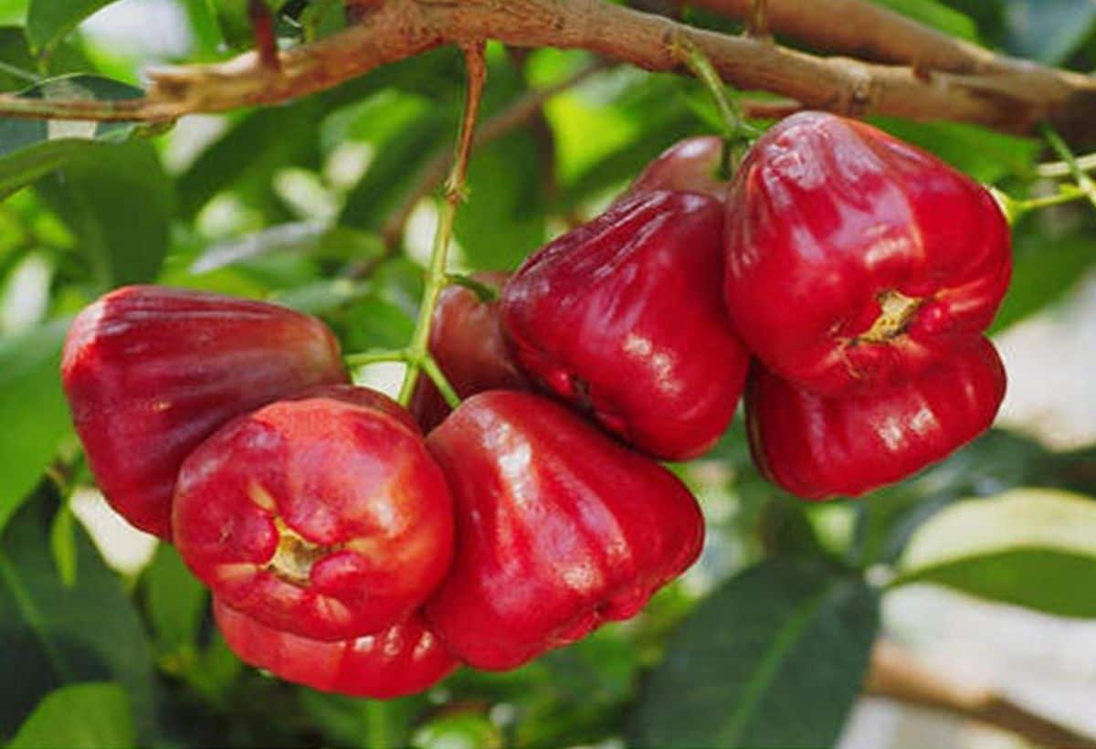 Water Apple for Diabetes: वॉटर एप्पल का आज से करें सेवन, ब्लड शुगर होगा डाउन, दिल को भी मिलेगा आराम