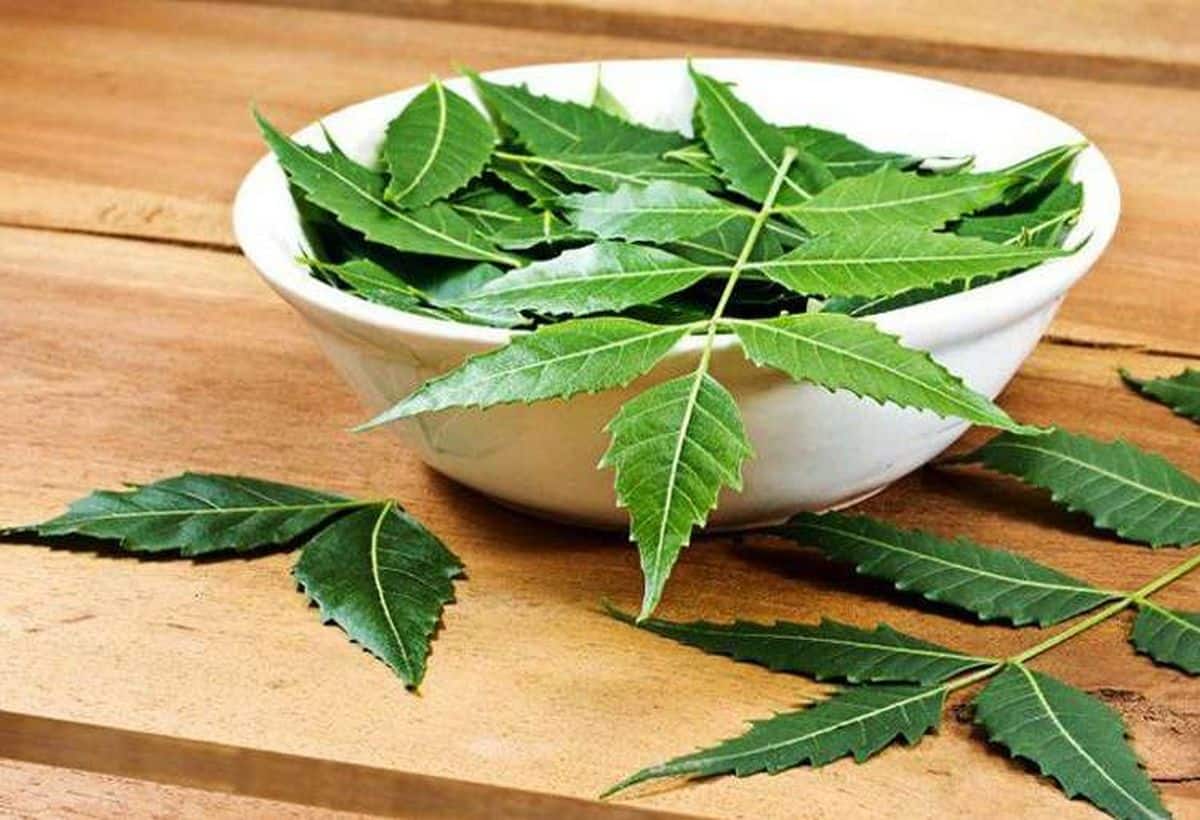 Diabetes Treatment: पहाड़ी नीम किसी चमत्कार से कम नहीं, पूरा पेड़ है मेडिकल स्टोर, ब्लड शुगर-लिवर के लिए है रामबाण