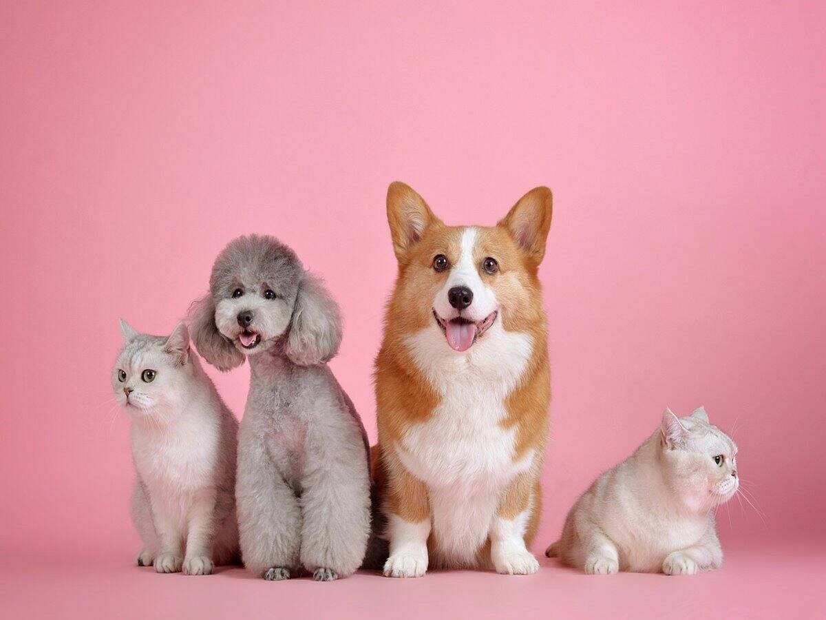 National Pet Day: पेट्स पेरेंट्स के लिए Swiggy लाई 'पॉ-टर्निटी पॉलिसी', मिलेंगी एक्स्ट्रा छुट्टियां National Pet Day: पेट्स पेरेंट्स के लिए Swiggy लाई 'पॉ-टर्निटी पॉलिसी', मिलेंगी एक्स्ट्रा छुट्टियां