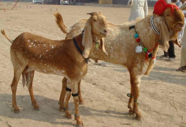 Business Idea: बकरी की यह नस्ल भैंस के बराबर देती है दूध, फौरन हो जाएंगे मालामाल