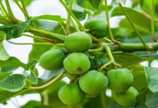 Business Idea: डीजल का पौधा बन गया पैसों का पेड़, फौरन बना देगा करोड़पति