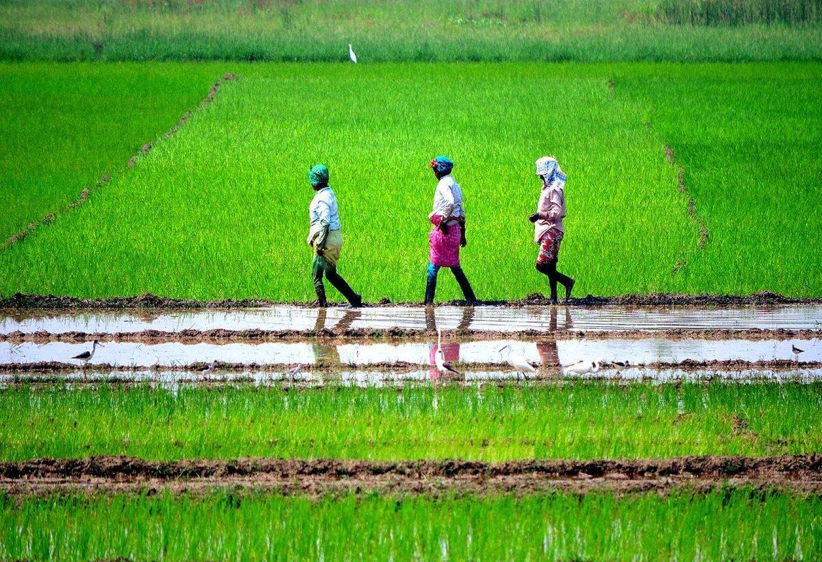 अब आएगा मौसम का वायदा, NCDEX ने IMD के साथ किया करार, एक्सपर्ट्स से जानें किसको होगा फायदा