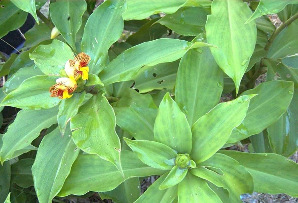 Insulin Plant for Diabetes: रोजाना इस पौधे की पत्तियां चबाएं, ब्लड शुगर का मिट जाएगा नामोनिशान, BP-हार्ट के लिए रामबाण