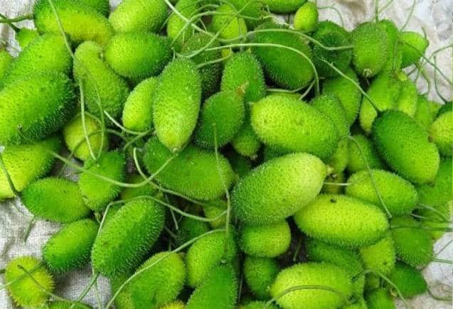 Diabetes: कंटोला से ब्लड शुगर और BP फौरन होगा कंट्रोल, मोटापा भी भागेगा दूर
