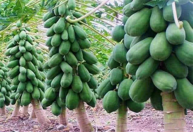Business Idea: इस फल की खेती से करें ताबड़तोड़ कमाई, सरकार दे रही है 75% सब्सिडी
