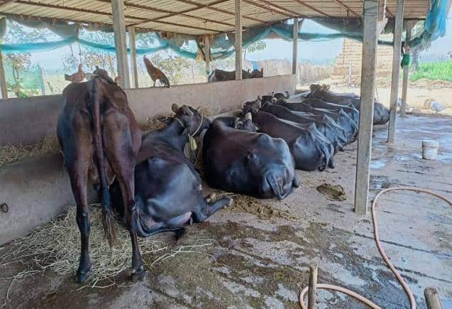 Business Idea: डेयरी फॉर्म के बिजनेस में पैसा कमाने का जबरदस्त मौका, सरकारी मदद से रोजाना करें अंधाधुंध कमाई
