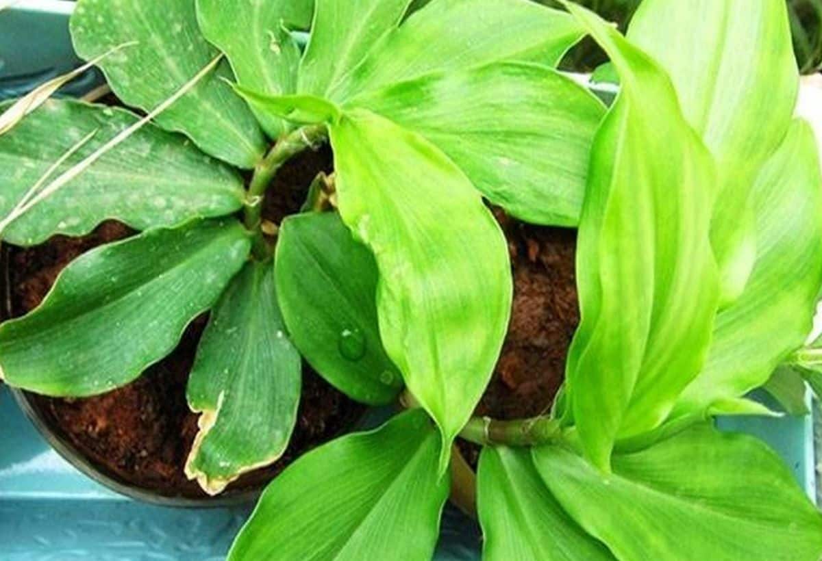 Insulin Plant: डायबिटीज के मरीजों की टेंशन खत्म, गमले में लगाएं ये चमत्कारी पौधा, हाई ब्लड शुगर फौरन होगा डाउन