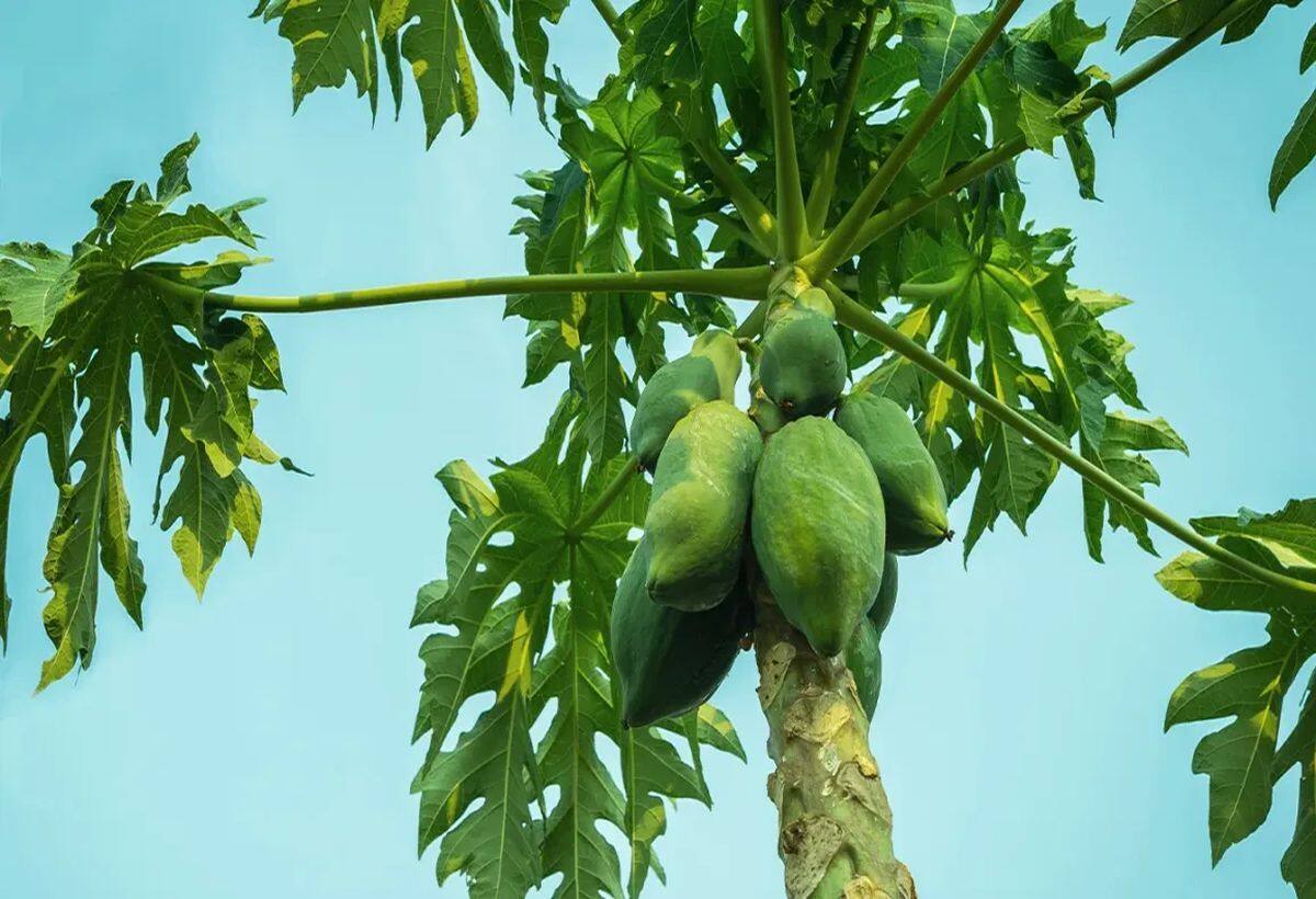 Papaya Leaves Benefits: पपीता से ब्लड शुगर होगा कंट्रोल, पीरियड्स के दर्द में मिलेगा आराम