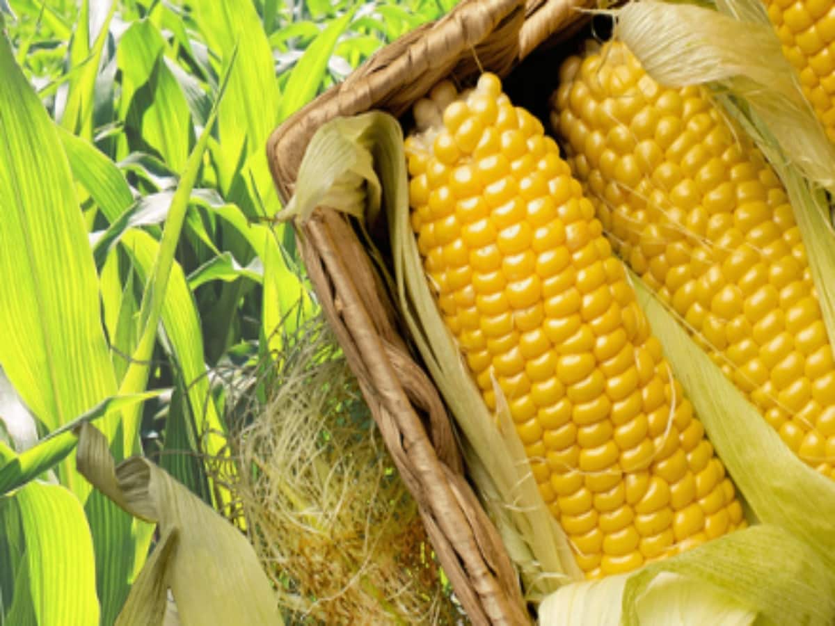 TBI Corn IPO Listing: लिस्टिंग पर ही आईपीओ निवेशकों के पैसे डबल, धांसू एंट्री के बाद शेयर अपर सर्किट पर TBI Corn IPO Listing: लिस्टिंग पर ही आईपीओ निवेशकों के पैसे डबल, धांसू एंट्री के बाद शेयर अपर सर्किट पर