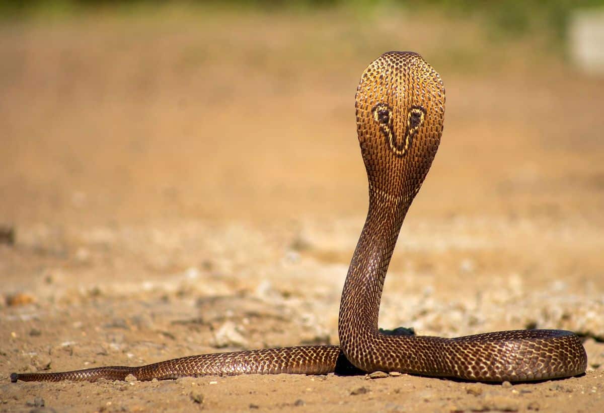 Snakes: इन सांपों को जानना आपके लिए जरूरी है, वरना अगली बार हो सकती है बड़ी भूल!
