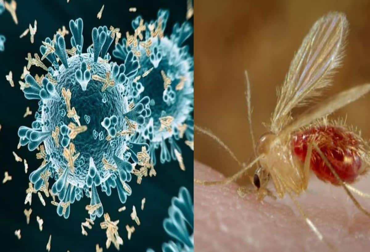 Chandipura Virus: गुजरात में चांदीपुरा वायरस की एंट्री, मचा हड़कंप, 4 बच्चों की मौत, जानिए लक्षण और बचाव Chandipura Virus: गुजरात में चांदीपुरा वायरस की एंट्री, मचा हड़कंप, 4 बच्चों की मौत, जानिए लक्षण और बचाव