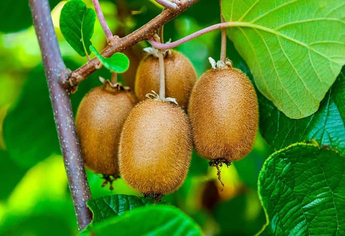 Kiwi for Diabetes: कीवी से ब्लड शुगर का होगा नाश, डेंगू भी जड़ से होगा खत्म, ऐसे करें सेवन