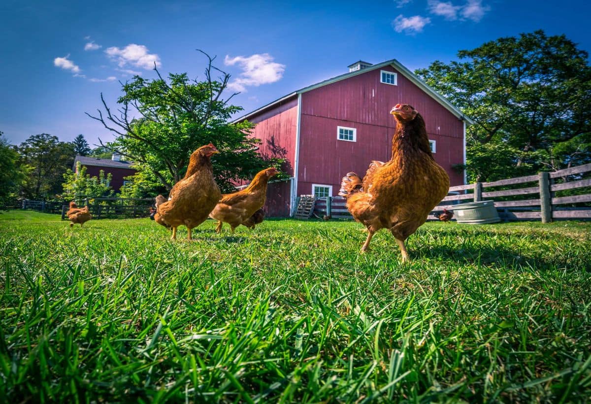 Poultry Farming: देसी पोल्ट्री फॉर्म शुरू करने के लिए मिलेगी 50% सब्सिडी, फटाफट ऐसे करें अप्लाई