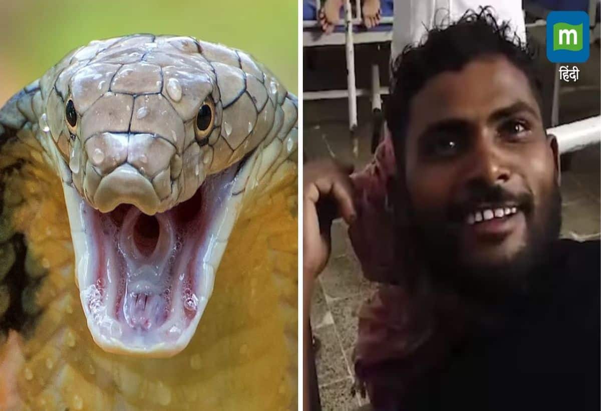 बिहार में सांप ने शख्स को काटा, फिर शख्स ने सांप को काटा, सांप की मौत, अब आगे क्या हुआ...