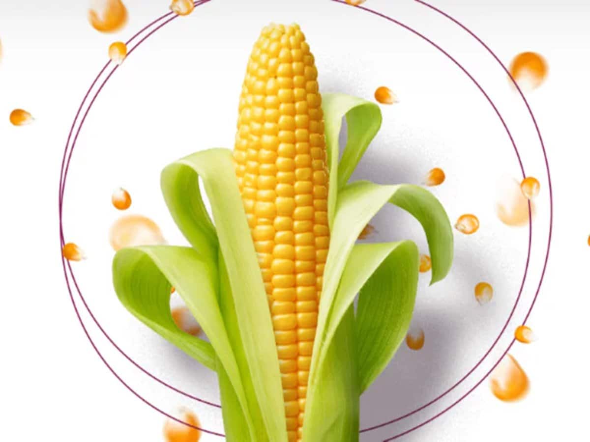 Sanstar की शेयर बाजार में धीमी शुरुआत, शेयर महज 15% के प्रीमियम पर लिस्ट Sanstar की शेयर बाजार में धीमी शुरुआत, शेयर महज 15% के प्रीमियम पर लिस्ट