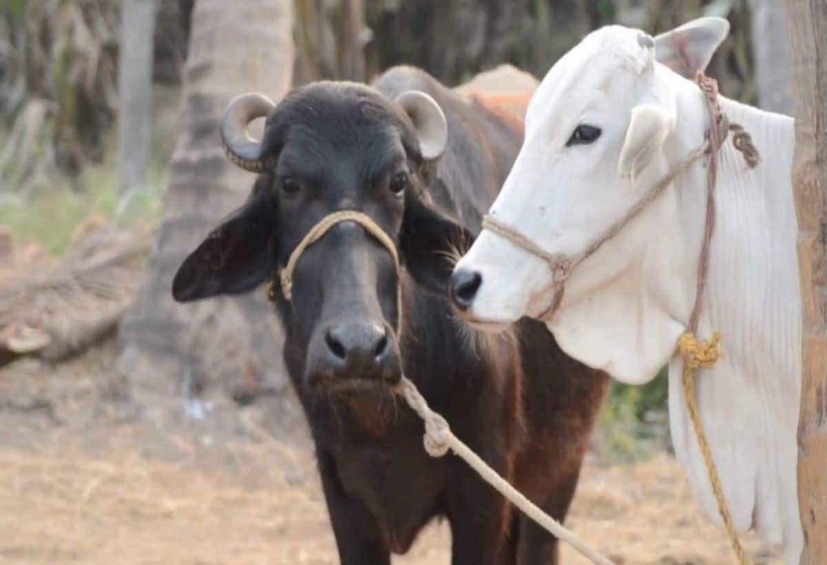 शहर में गाय-भैंस पालने के लिए लाइसेंस की जरूरत, गाय के लिए 500 और भैंस के लिए 1000 रुपये सालाना फीस